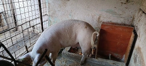 Porci de vânzare 120-150kg
