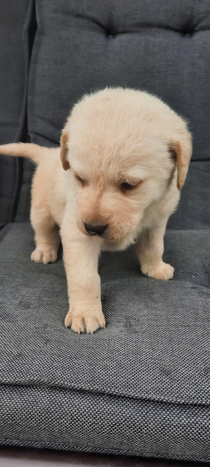 Vand pui Labrador auriu