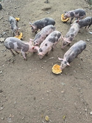 vînd purcei 