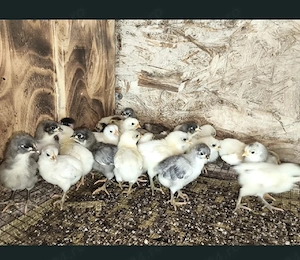 Puișori Australorp alb, albastru,splash  - imagine 2