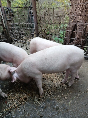 porci de vinzare - imagine 5