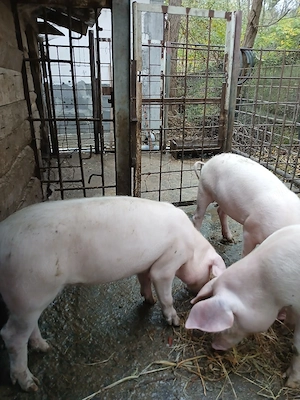 porci de vinzare - imagine 3