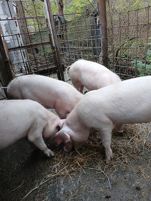 porci de vinzare - imagine 4