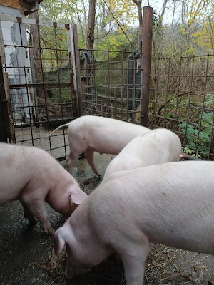 porci de vinzare - imagine 2
