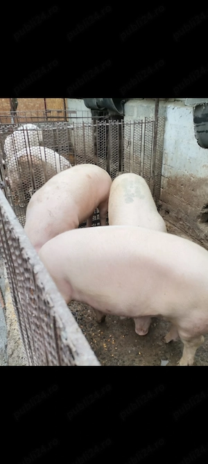 Vând porci 