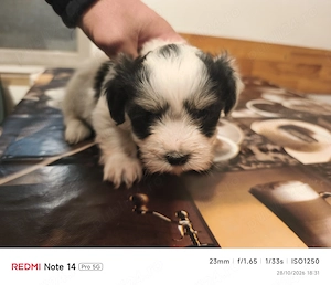 Bichon cu carnet si vaccin - imagine 3