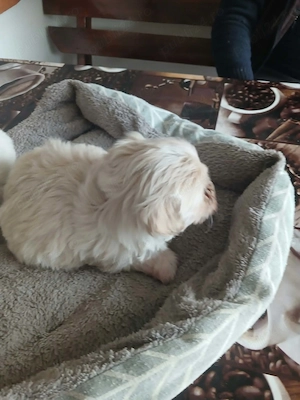 Bichon cu carnet si vaccin - imagine 4