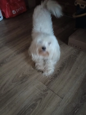 Bichon Maltez rasă pură 