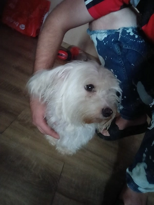 Bichon Maltez rasă pură  - imagine 2