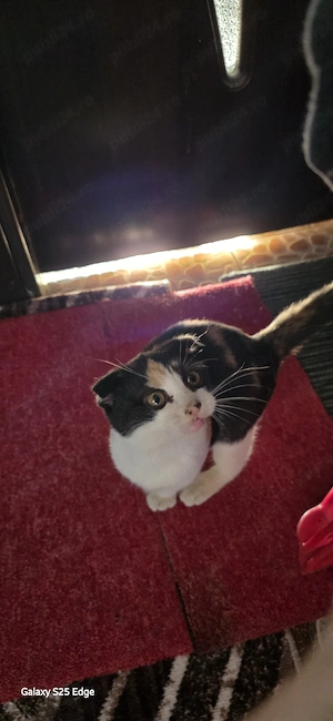 pisicuta scottish Fold si motănel british 