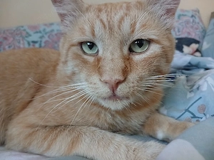 Adoptie motan portocaliu