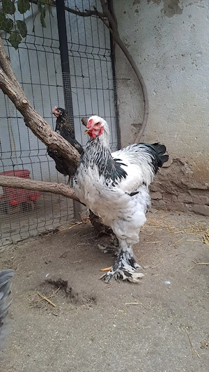 Vând sau schimb cocoși Brahma HD si Potârnichiu