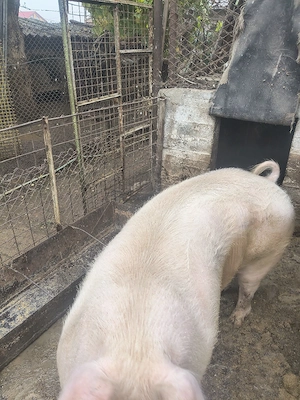 Vînd porci 350-370 kg - imagine 4
