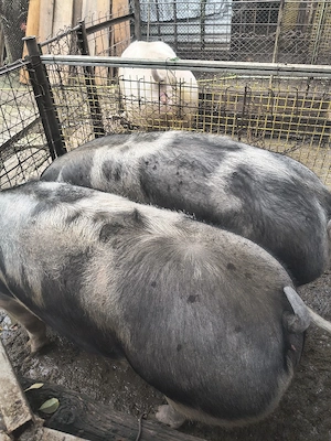 Vînd  porci 350 kg Coșoveni  - imagine 4