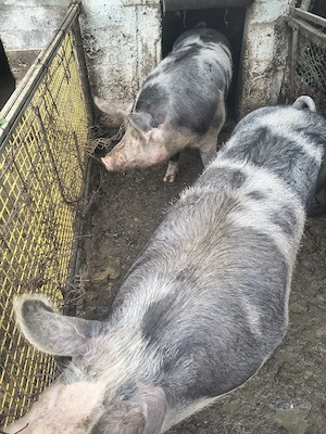 Vînd  porci 350 kg Coșoveni  - imagine 2