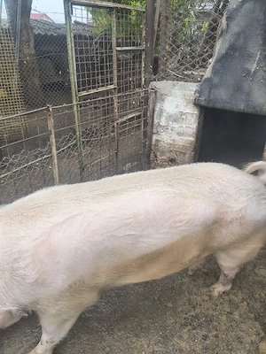 Vînd porci 350-370 kg - imagine 5
