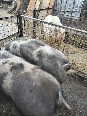 Vînd  porci 350 kg Coșoveni  - imagine 3