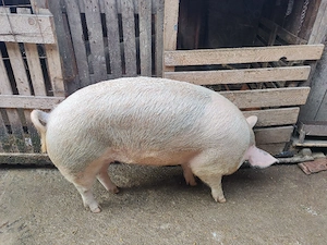 Porci de tara - imagine 4