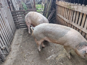 Porci de tara - imagine 2