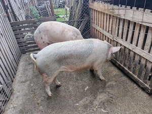 Porci de tara - imagine 5