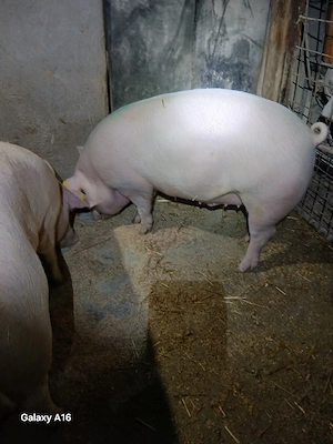 porci de vanzare  - imagine 3