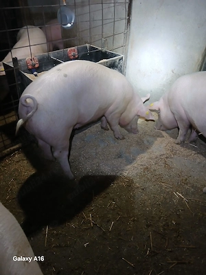 porci de vanzare  - imagine 4