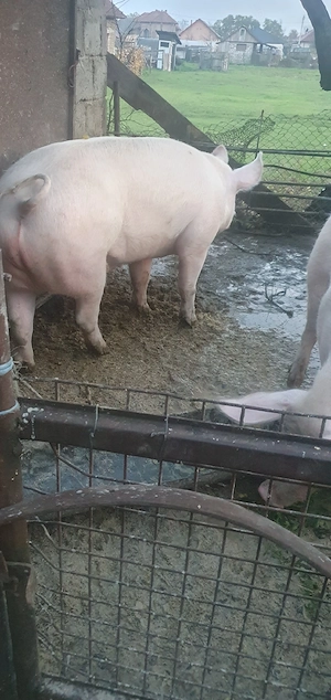 porci pentru sacrificat  - imagine 2
