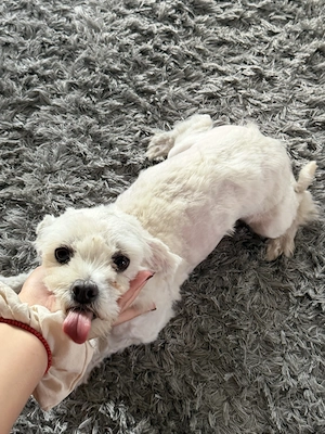 DONEZ câine bichon