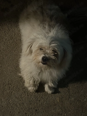DONEZ câine bichon - imagine 4