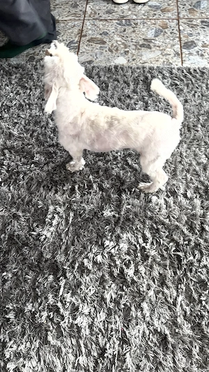 DONEZ câine bichon - imagine 3