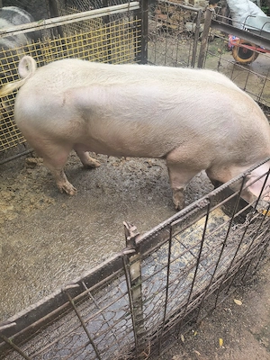 Vînd  porci 350 kg Coșoveni 