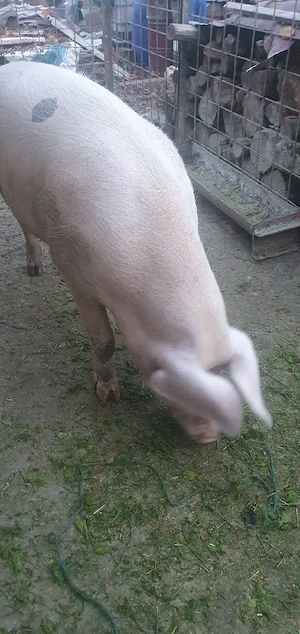 porci pentru sacrificat  - imagine 5
