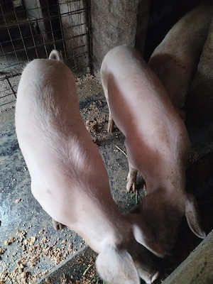 Vând porci