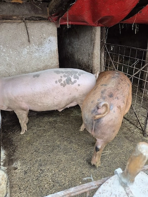 De vanzare porci de carne crescuti la tara. - imagine 5
