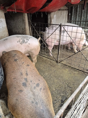 De vanzare porci de carne crescuti la tara. - imagine 4