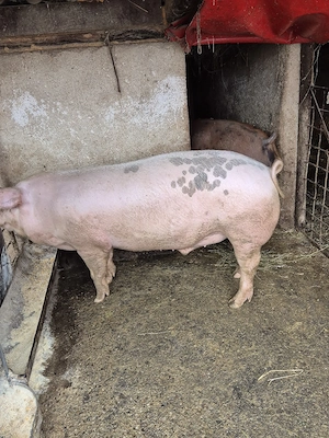 De vanzare porci de carne crescuti la tara. - imagine 2