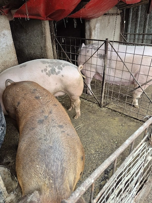 De vanzare porci de carne crescuti la tara. - imagine 3
