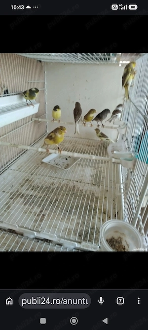 Vând canari timbrado originali 400 lei PERECHEA  - imagine 2