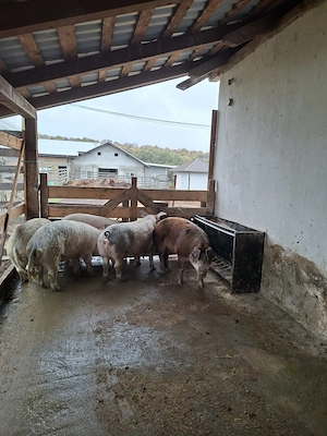 Porci de casa de  la 130kg la 150kg. - imagine 7