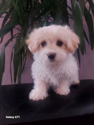 Catelusa Bichon Maltez 2 luni,cauta casuta noua! - imagine 2