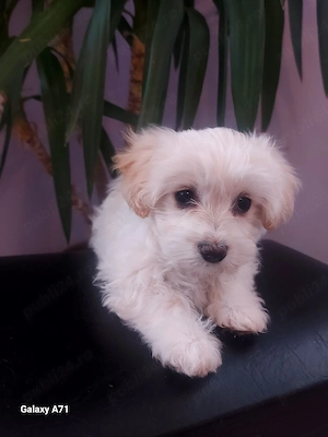 Catelusa Bichon Maltez 2 luni,cauta casuta noua! - imagine 4