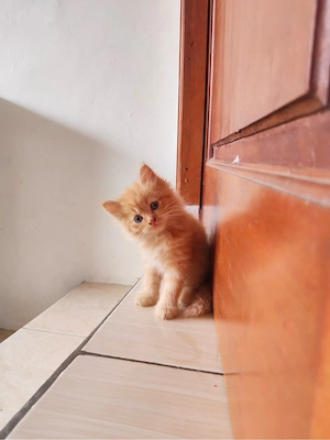 british shorthair mascul si femela