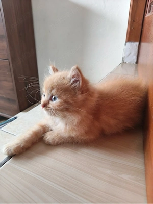 british shorthair mascul si femela - imagine 3