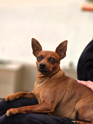 Vand Pinscher - imagine 4