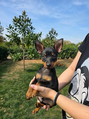 Vand Pinscher