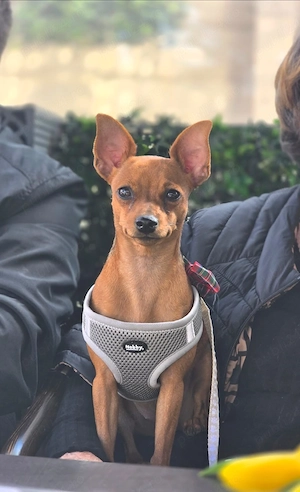 Vand Pinscher - imagine 3