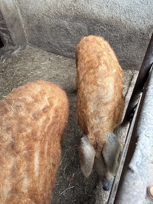 Vand vier mangalita 70 kg