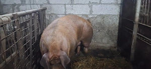 Scroafa duroc - 350 kg - imagine 3
