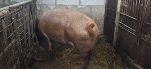 Scroafa duroc - 350 kg