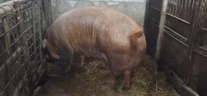 Scroafa duroc - 350 kg - imagine 2